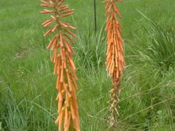Kniphofia angustifolia flowers
